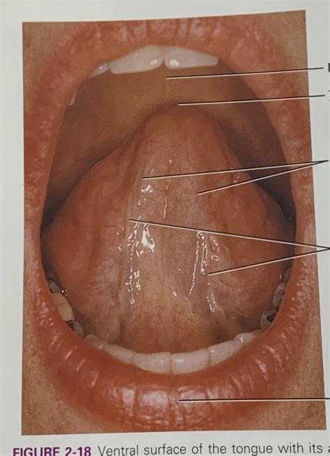 Ventral surface of the tongue Diagram | Quizlet