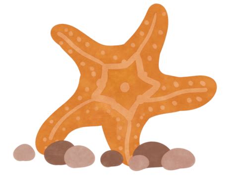 Free Starfish PNG Transparent Images Free Download | Vector Files | Pngtree
