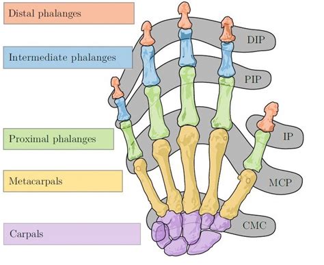 Bones and joints of the human hand, DIP-Distal Interphalangeal joint;... | Download Scientific ...