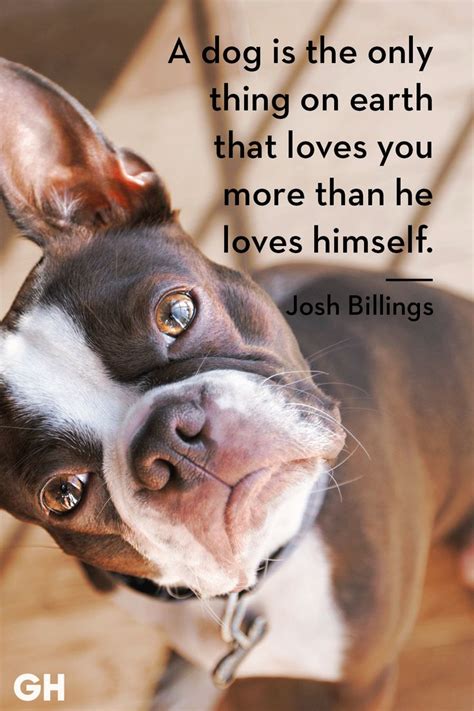 30 Dog Quotes That'll Inspire You to Hug Your Pup a Little Tighter ...