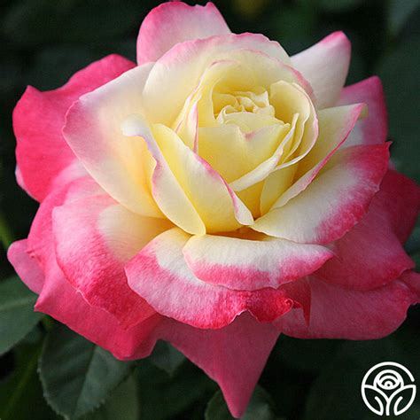 French Perfume Rose - Hybrid Tea - Very Fragrant – Heirloom Roses