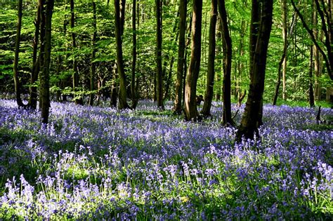 Into the Blue - Bluebell Woods in Sussex - Sussex Bloggers