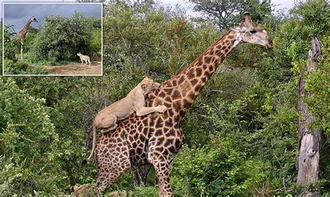 Brave giraffe SURVIVES four-hour attack by pride of lions - despite one ...