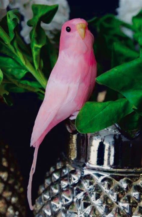 Perfect pink budgie | Budgies, Beautiful birds, Perfect pink