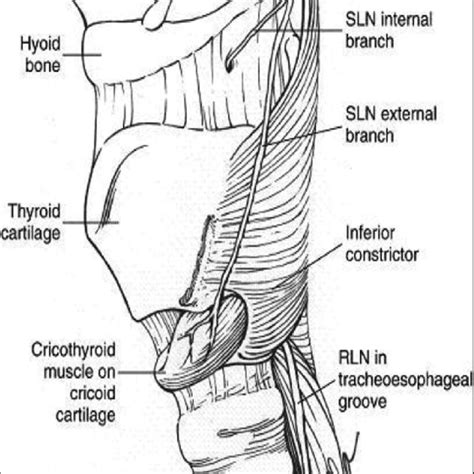 Course and branches of recurrent laryngeal nerves (RLN) and superior... | Download Scientific ...