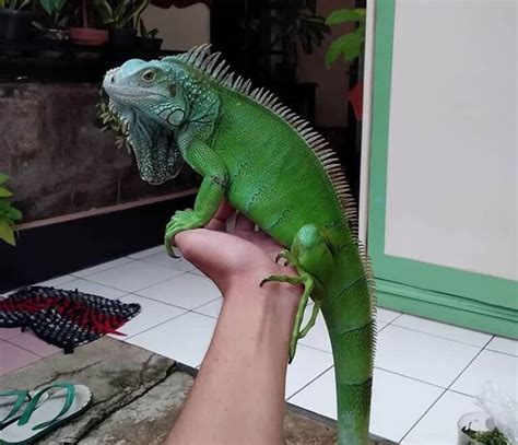 10 Things You Need to Know Before Getting a Pet Green Iguana | PetPress