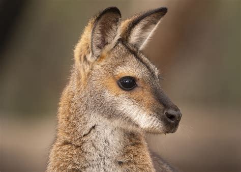 Wallaby