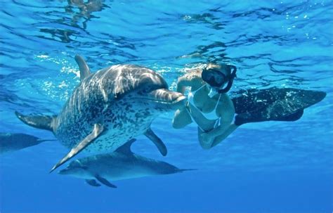 Oahu Dolphin Swimming Tours | 3 Best in Hawaii | Live Your Aloha | Dolphin tours, Dolphins ...