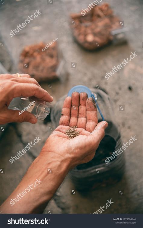 Planting Flower Seeds Into Pots Adapted Stock Photo 1973024144 | Shutterstock