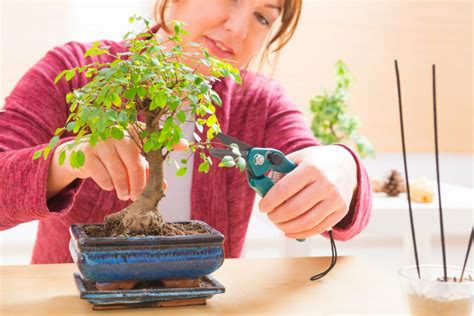 How to Take Care of Bonsai Trees | Articles | Japanese Style