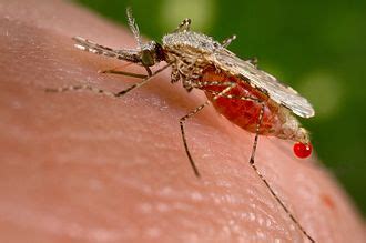 Mosquito - Wikipedia
