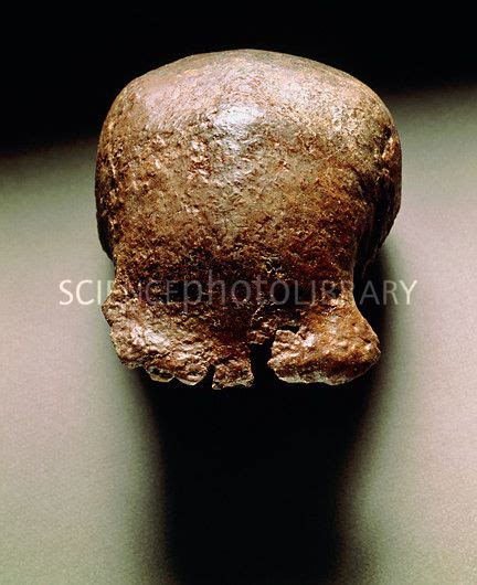 Skull cap of Pithecanthropus erectus, Java Man | Java man, Darwin's theory of evolution, Skull cap