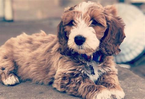 12 Amazing Things About Doxiepoo - Dachshund Poodle Mix Dog | Poodle mix dogs, Poodle mix ...