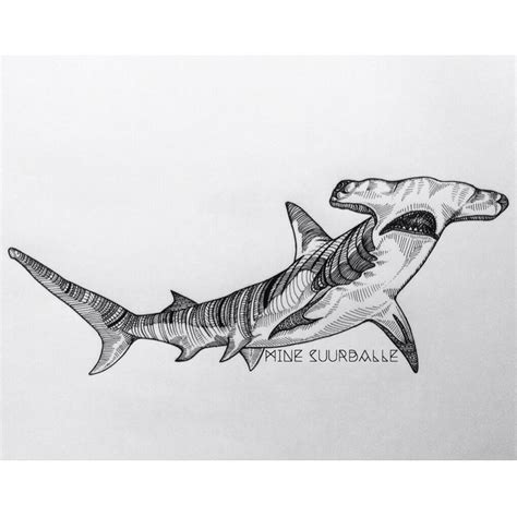 Great Hammerhead Shark Drawing at PaintingValley.com | Explore ...