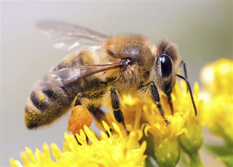 Pollen Baskets - Wildflower Meadows