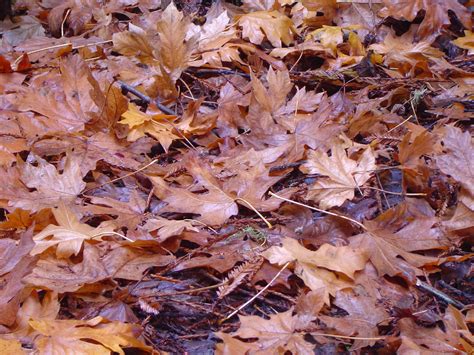Image of autumn leaves background | CreepyHalloweenImages