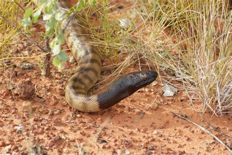 Great Sandy Desert Animals