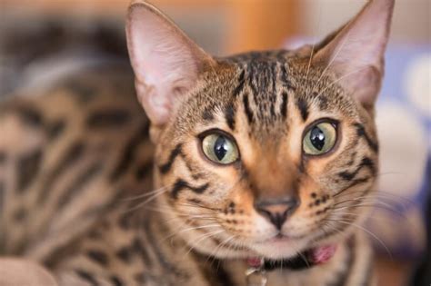 Discover the Exotic Charm: A Guide to Bengal Cats and Their Unique Appeal