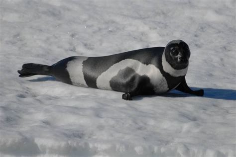 Ribbon seal The ribbon seal is a medium-sized pinniped from the true seal family. A seasonally ...