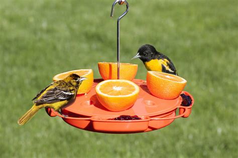 Top 10 Best Oriole Feeders for 2024 Reviews | OrBirds