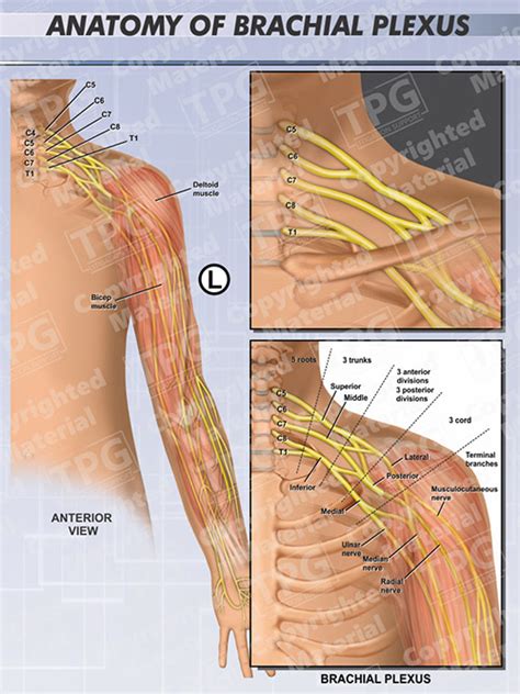 Complete anatomy brachial plexus - tyredhome