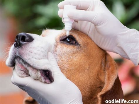 How To Soften Dog Eye Boogers? Easiest Ways - Oodle Life