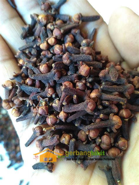 Jual Biji Cengkeh Kering Super | Sarana Pertanian Online Indonesia