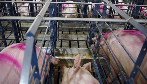 Consumer Pressure Forces Companies to Phase out Gestation Crates for ...