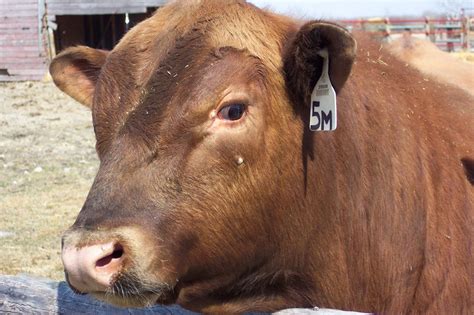 Red Angus Bull Closeup. Royalty free stock photos. All pictures are ...