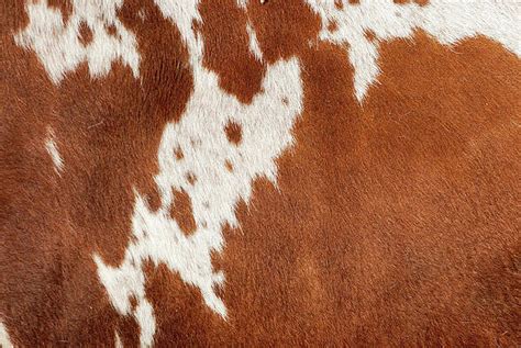 Cowhide Art | Pixels