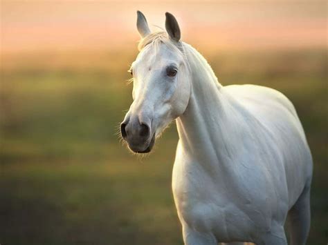 Most Beautiful White Horse In The World