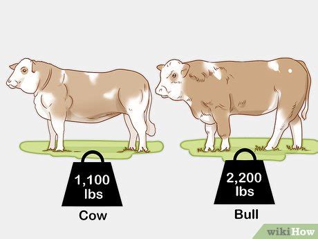 How to Identify Simmental Cattle: 10 Steps (with Pictures)