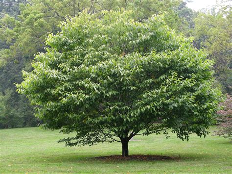 File:Hornbeam Maple Acer carpinifolium Tree 3264px.jpg - Wikipedia