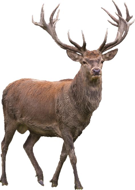 Santa Claus's reindeer PNG