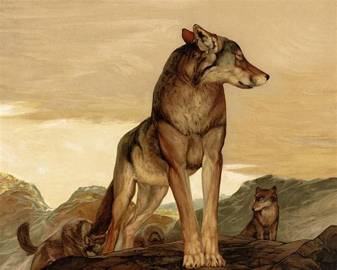 Akela the Lone Wolf, The Jungle Book, 1903 Painting by Rudyard Kipling ...