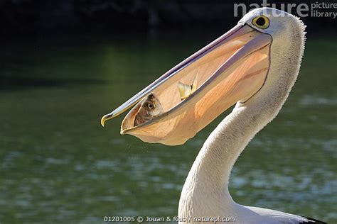 Nature Picture Library Australian pelican (Pelecanus conspicillatus) with fish in its beak, Hat ...