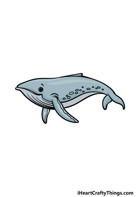 How To Draw A Humpback Whale