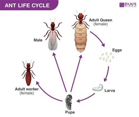 Ant Life Cycle - Explore How Ants Reproduce