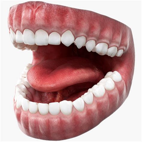 Realistic Human Mouth Anatomy 3D model - TurboSquid 1995422