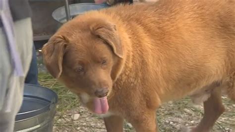 Bobi, the world’s oldest dog, celebrates 31st birthday