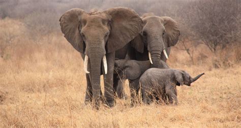 9 Days Best of Tanzania Wildlife Safari | Tanzania Wildlife Safaris