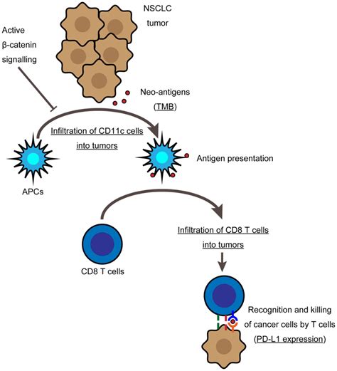 Tumor β‑catenin expression is associated with immune evasion in non‑small cell lung cancer with ...