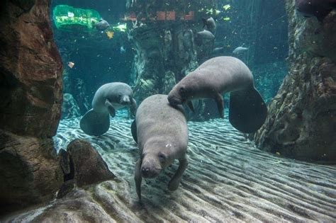 Open tickets to the Aquarium of Genoa with city tour on TourMega - TourMega