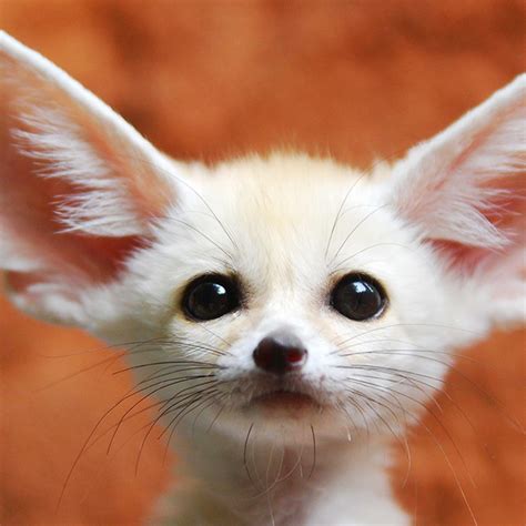 Funny Animals With Big Ears