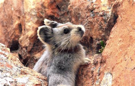 The man who protects endangered Ili pikas in NW China’s Xinjiang for 40 ...