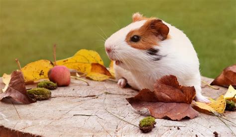 7 Tips for Creating the Best Guinea Pig Habitat for Your Pet ...