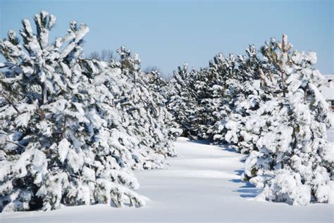 Winter evergreens stock photo. Image of white, clouds - 60860612