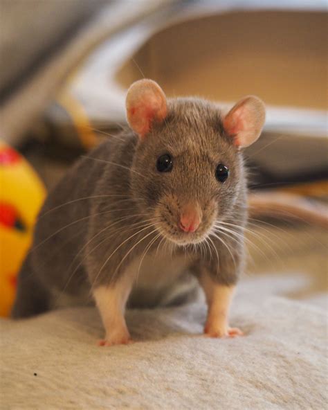 Hamsters, Rodents, Rata Dumbo, Rats Mignon, Funny Animals, Animals And Pets, Les Rats, Fancy Rat ...