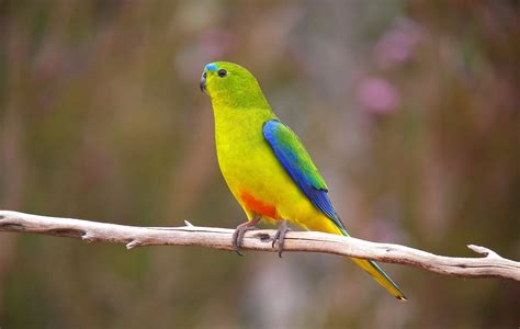 Endangered orange-bellied parrots released into wild - Australian ...