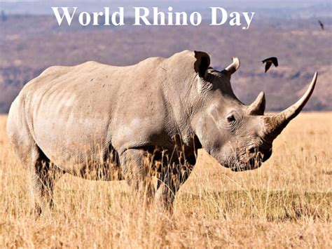 World Rhino Day 2021: History, Significance, Celebration, Quotes, Slogans, Messages, and more